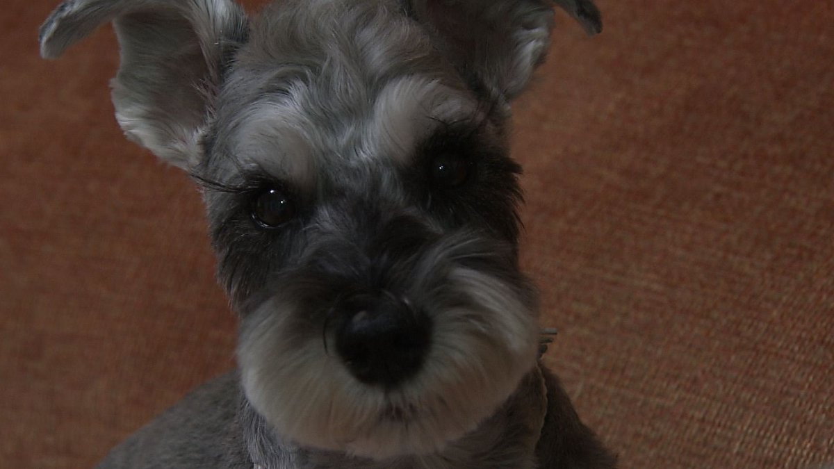 cx_mezamashi's tweet image. #きょうのわんこ に登場してくれたのは「風太」でした🐶毎朝楽しみにしているのが「きょうのわんこ」📺始まると画面をバンバン叩きながら見るんだって😜

きょうのわんこはFODで無料配信中→fod.fujitv.co.jp/title/3291/

#めざましテレビ