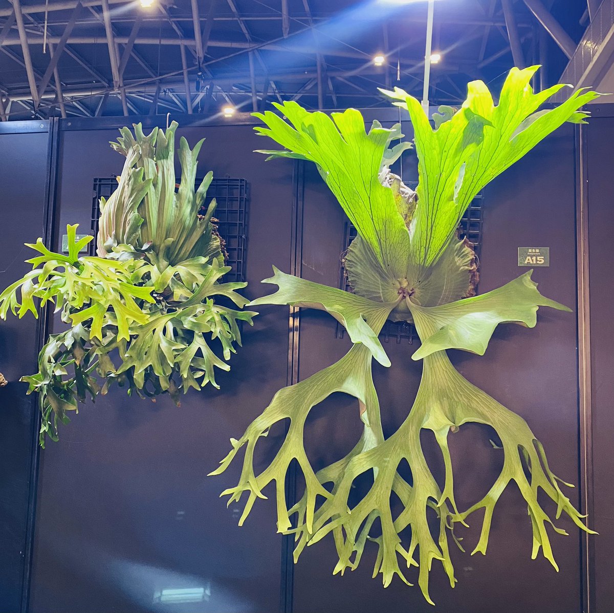 昨天出門看花花草草🫎
身邊帶個Pro逛起來有趣很多。
<a href="/cheche29788249/">che</a> 
要推拿按摩的快找他，專業的👍