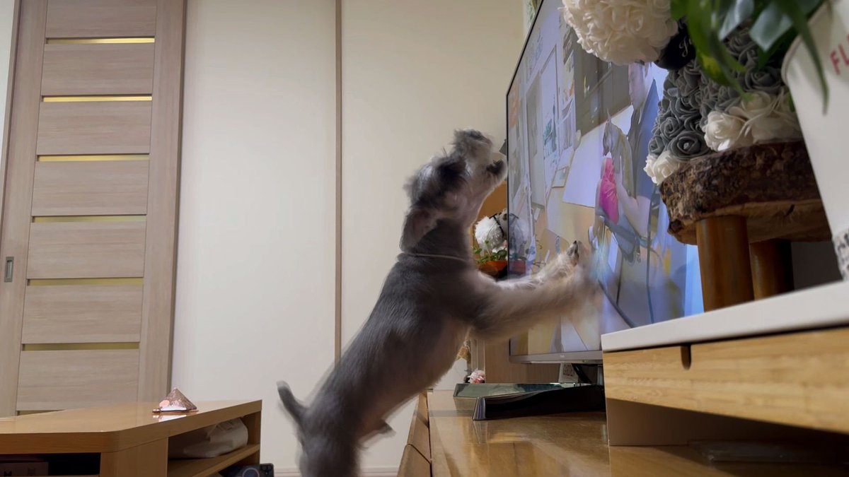 cx_mezamashi's tweet image. #きょうのわんこ に登場してくれたのは「風太」でした🐶毎朝楽しみにしているのが「きょうのわんこ」📺始まると画面をバンバン叩きながら見るんだって😜

きょうのわんこはFODで無料配信中→fod.fujitv.co.jp/title/3291/

#めざましテレビ