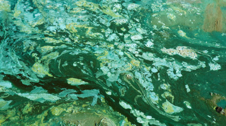 talius's tweet image. Scientists uncover what #delayed #Earth’s #oxygen #boom for a #billion #years

Trace compounds like nickel &amp;amp; urea likely delayed Earth&apos;s oxygenation for millions of yrs by controlling cyanobacteria. Changes in levels spurred the Great Oxidation Event
scitechupdates.com/scientists-unc…