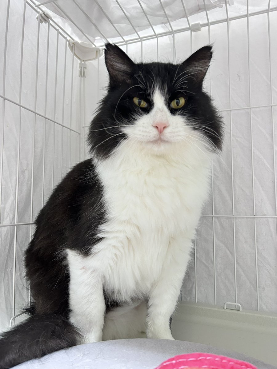 もりねこ 保護ねこカフェもりねこ on X