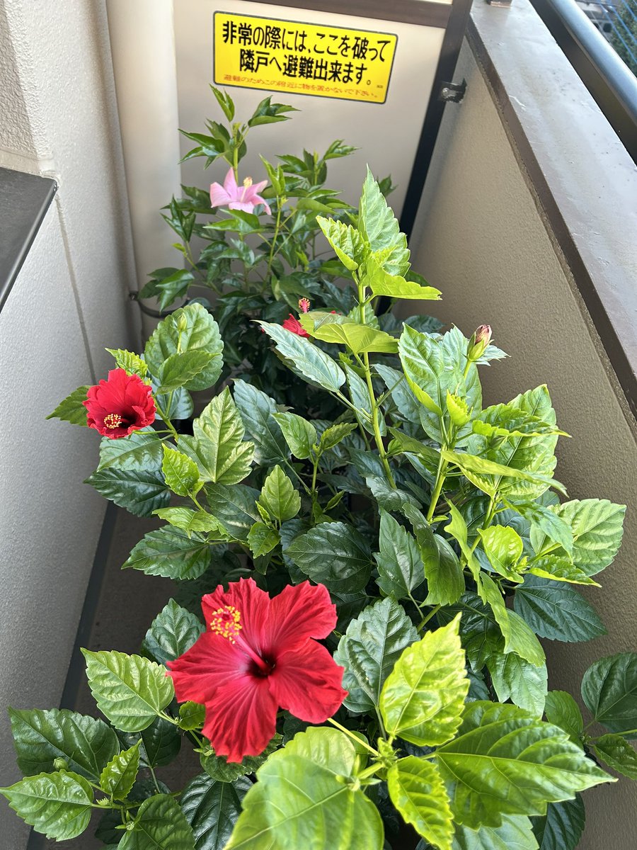 ハイビスカス様のお部屋 ハイビスカス様のお部屋 Future Spaces on X: