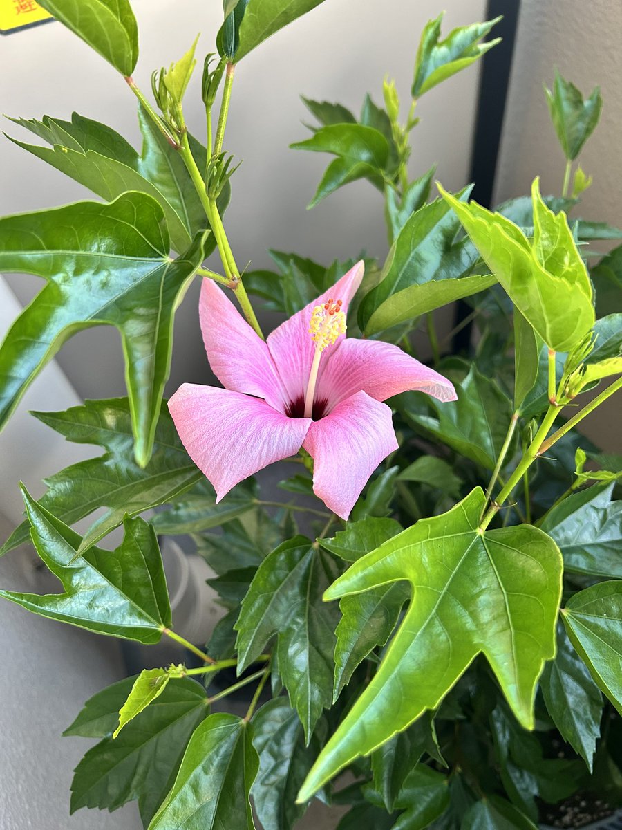 かしわもちぃ on X