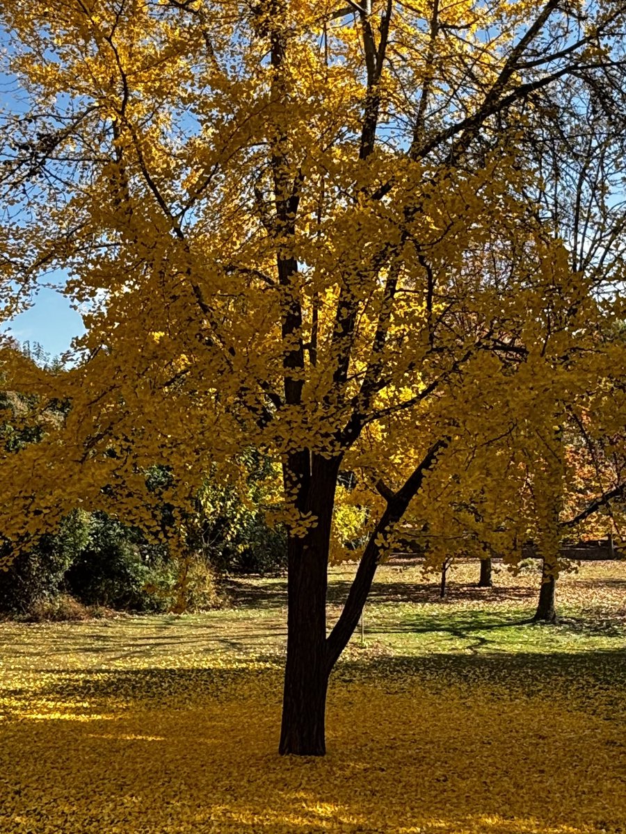 ginkgo tree 💛 <a href="/piedmontpark/">Piedmont Park</a>
