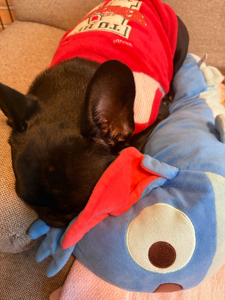 ぴょん♪(՞•Ꙫ• ՞)◜🍥🐷🐨🫶🏟🐟📻🌎🔚 (@piyon_hgdn) / Posts / X