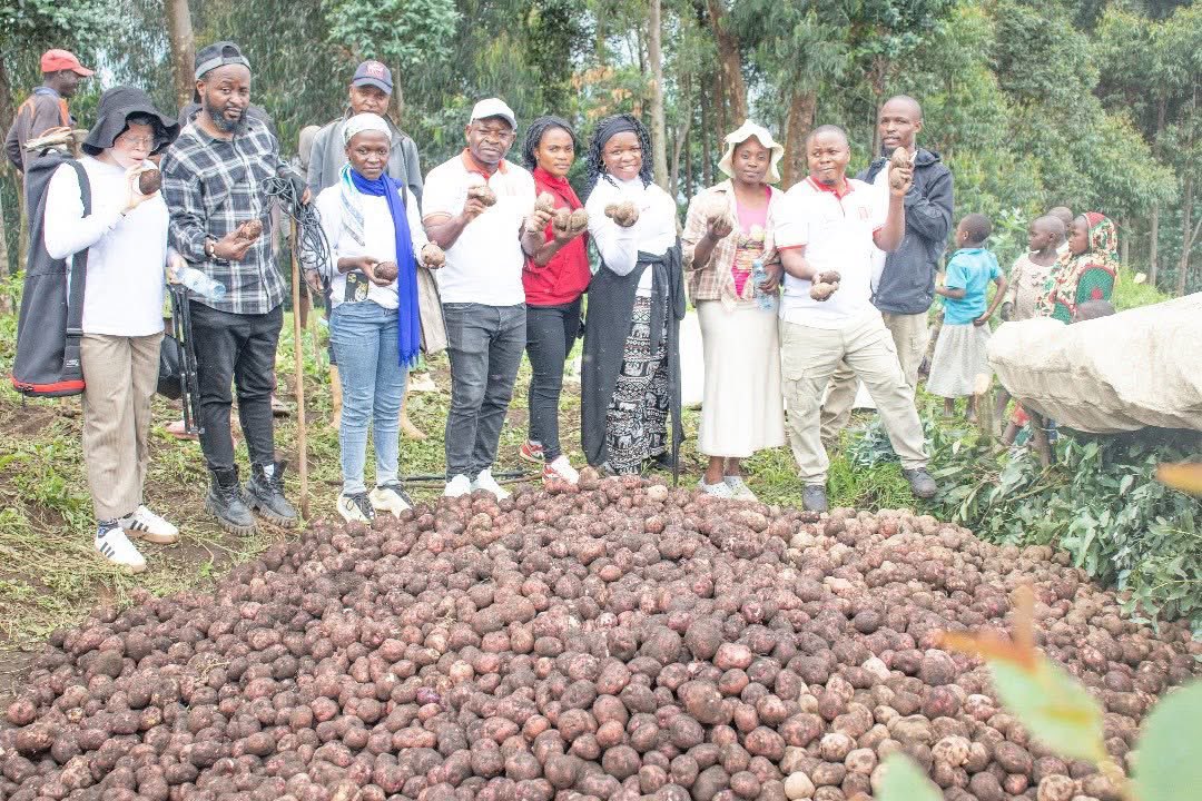 À #Masisi (#NordKivu), le projet #KilimoNguzoYaUchumiWetu, financé par <a href="/hekseperworld/">HEKS/EPER Swiss Church Aid</a> mis en œuvre par La VIFEDE, a triplé les rendements agricoles, Pomme de terre : 8,2 ➜ 30 t/ha
Manioc : 8,9 ➜ 12,1 t/ha
L’agroécologie, un levier durable pour une agriculture productive.
