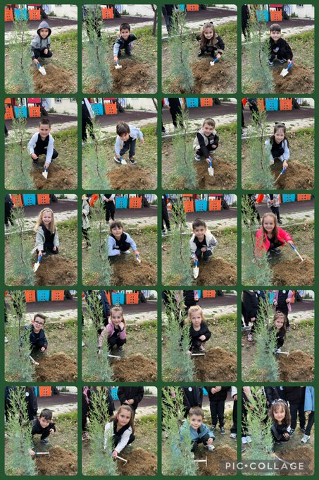 First collage features multiple panels of young children aged around 4-6 years old in casual outdoor clothing like jackets and pants kneeling on grassy ground near a row of colorful plastic storage bins in red orange yellow and blue arranged against a brick wall with green trim. Children are planting small green saplings into soil using hands and small shovels with dirt visible on their hands and clothes. Background shows a paved area with some buildings and trees under partly cloudy sky. Second collage includes top left panel of a small evergreen tree sapling in a black pot with soil and roots exposed held by a womans hand wearing a ring. Top right panel shows a group of about 15 children in black and white school uniforms standing in a line on a grassy field next to several planted young trees with a paper banner attached to one tree featuring a drawing of a tree with a face and text Ataturkten ilhamlayis il vatan in Turkish. Bottom left panel depicts a young girl with bow in hair and a boy in uniform planting a small tree sapling into ground with an adult male in blue jacket assisting nearby a stone wall and flagpole. Bottom right panel shows a circular group of children in uniforms holding hands around a planted tree sapling on grassy area with school building in background.