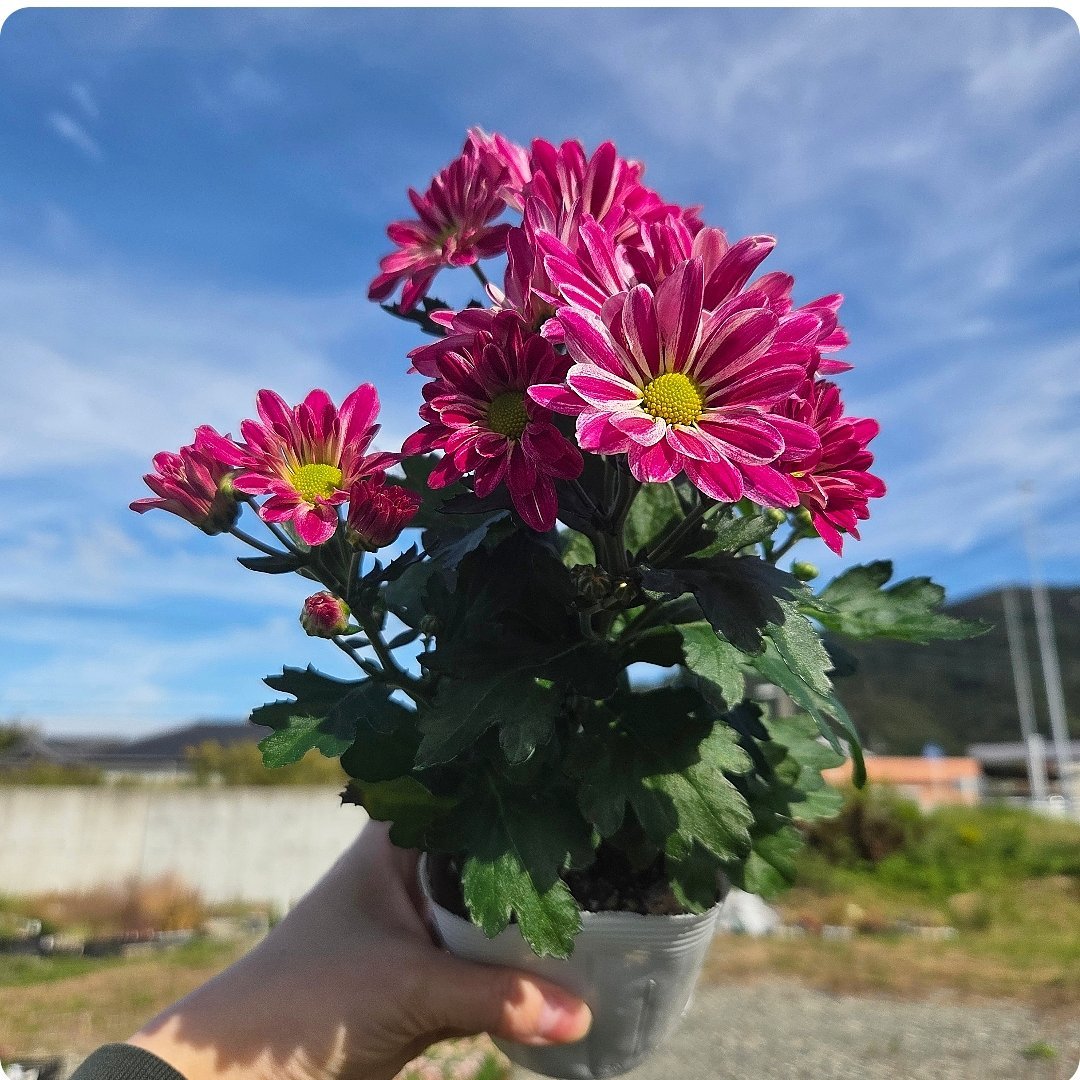 ドラセナ　ソングオブジャマイカ　苗　バラ売り ドラセナ ソングオブジャマイカ 苗 バラ売り 観葉植物 ソングオブ