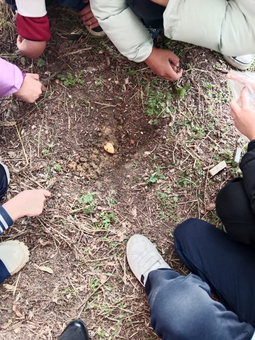Multiple images show a group of young girls aged approximately 6 to 12 years old with diverse hairstyles including ponytails and braids sitting or kneeling in a circle on grassy soil outdoors. They wear casual school-appropriate clothing such as light blue jackets white pants pink sweaters and sneakers while engaged in planting activity. In the first image several girls hold small seeds or bulbs in their hands and place them into shallow holes in the dirt surrounded by green sprouts and dry grass. The second image captures similar scene with girls extending hands toward the soil some holding seeds others touching the ground with focused expressions. The third image depicts hands of children including boys in uniforms digging and covering soil with dirt using fingers near white shoes and fabric edges. The fourth image shows the group around a planted bulb partially buried in soil with hands pointing or covering it amid scattered dirt and grass blades.