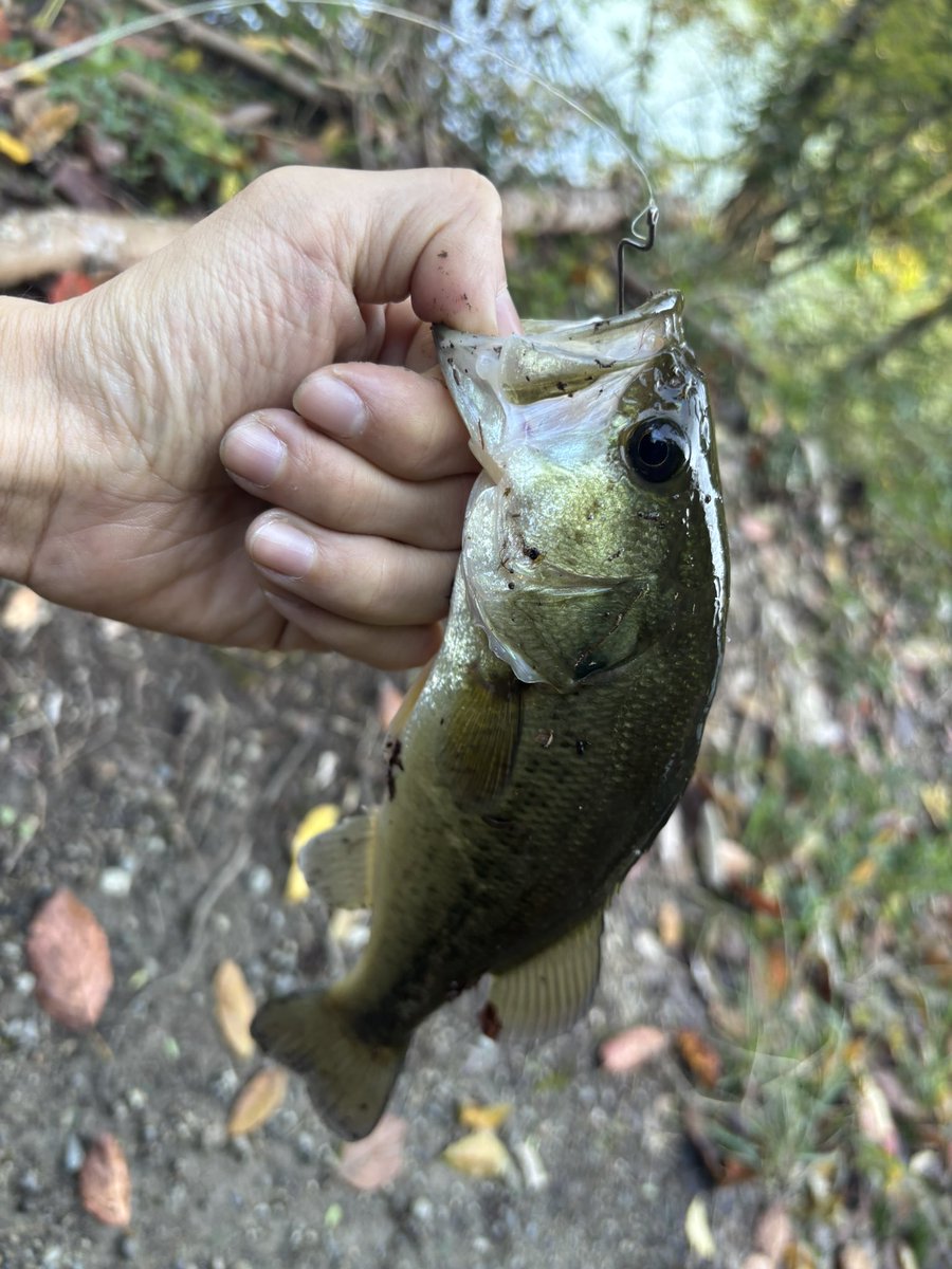 クネリーで子バス！！