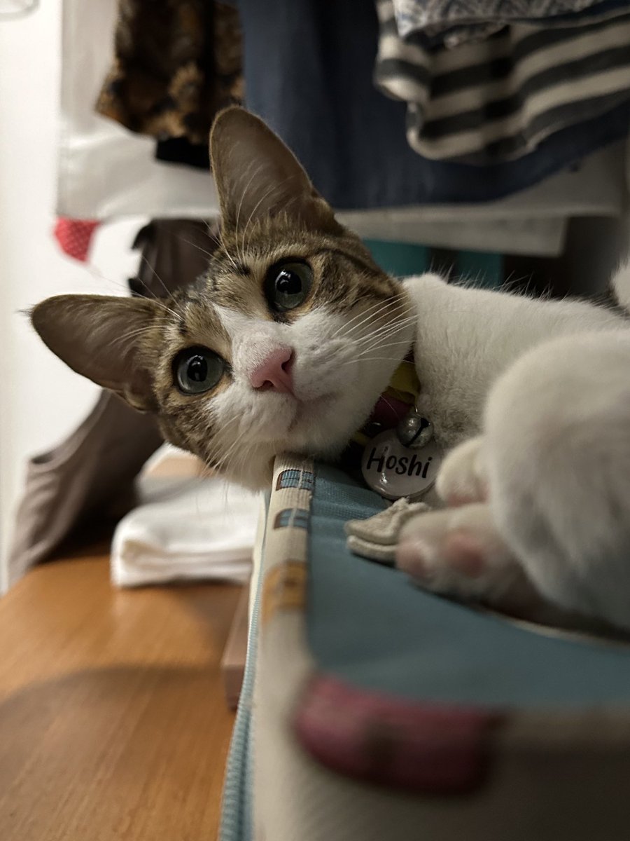 hoshihoshi_cat's tweet photo. PRET. PRETTY https://t.co/uNZ0mwnlVA