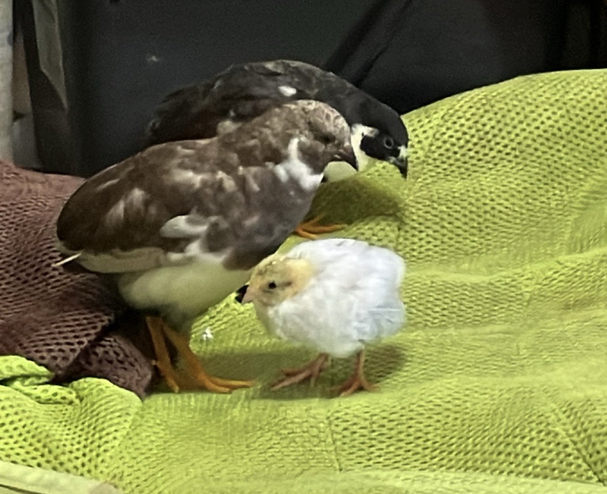 ポポチョロ🐦💨 (@1b4fc39ec9e04d3) / Posts / X