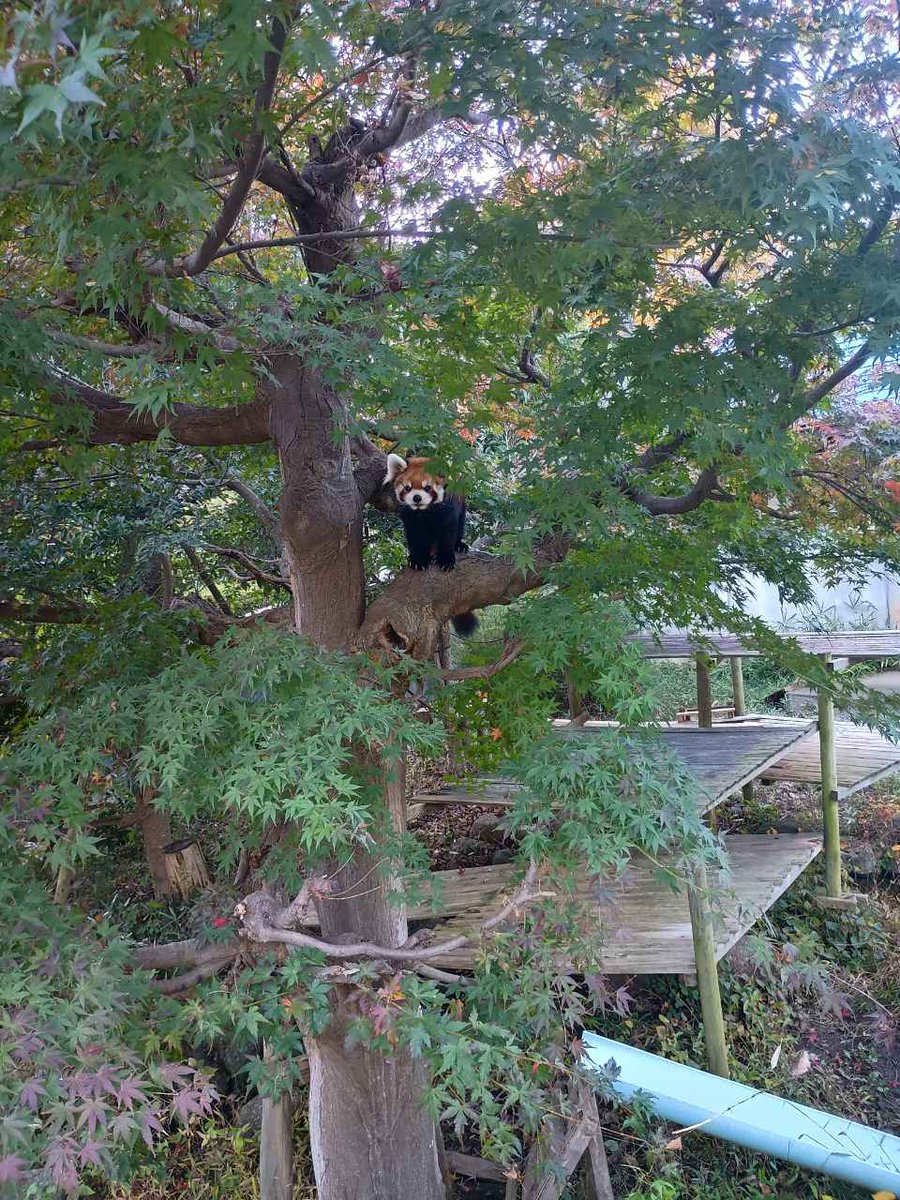 紅葉情報はじめました

city.ichikawa.lg.jp/zoo/0000499647…

#市川市動植物園
#レッサーパンダ
#ソラ
#紅葉
#もみじ
#１号舎紅葉情報
#まだまだ
#市川ファン