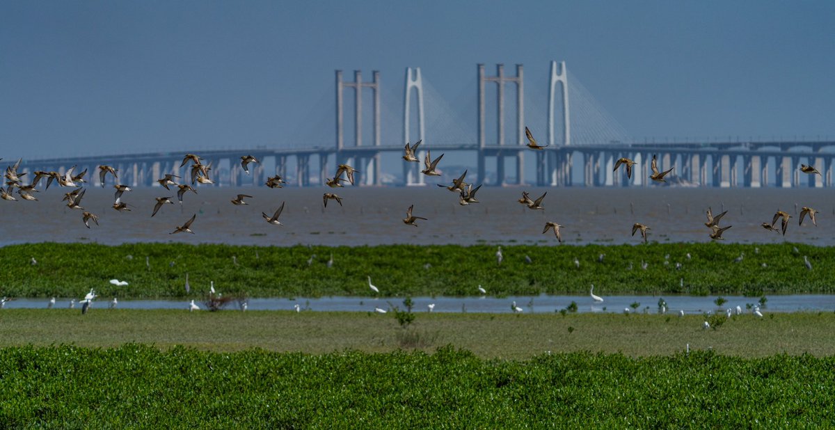 QuanzhouEN's tweet image. Absolutely spectacular! Mangroves along Quanzhou Bay are swarming with birds – before and after high tide! Besides Little Egrets and Great Egrets, you’ll spot migratory gems like Pied Avocets, Pacific Golden Plovers, and Black-faced Spoonbills.#MigratoryBirds #ChinaWildlife
