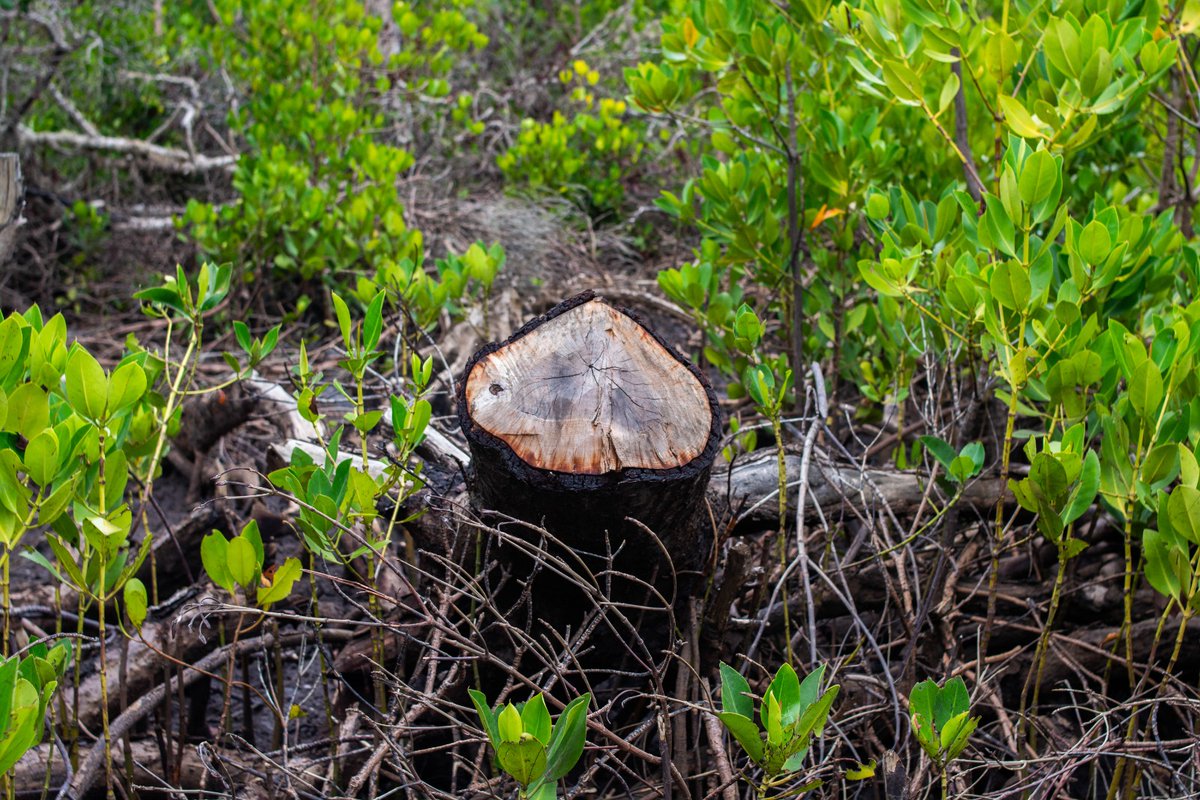 Community Based Environmental Conservation (COBEC) tweet media