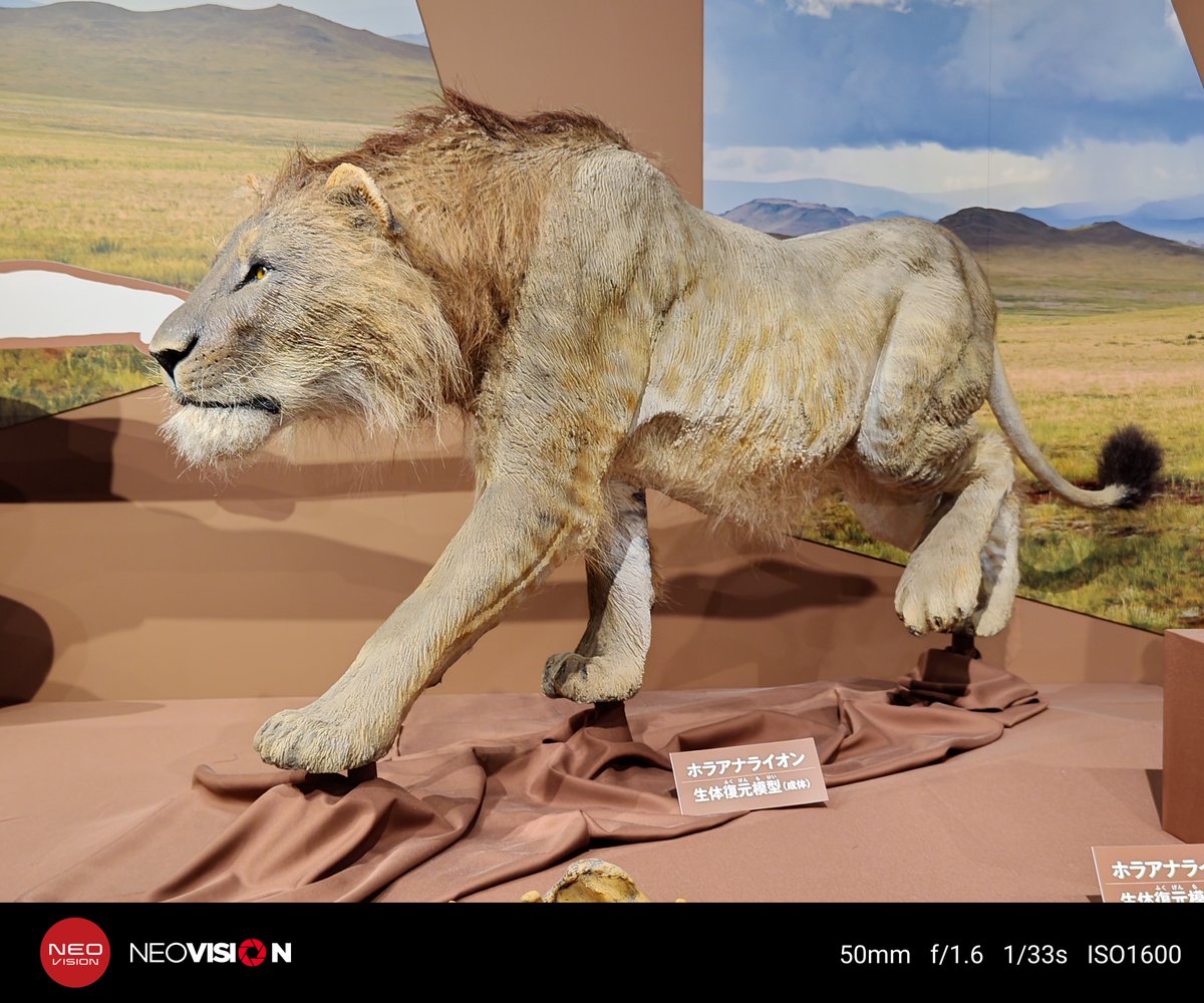 しげぞうライオン しぶさわ on X