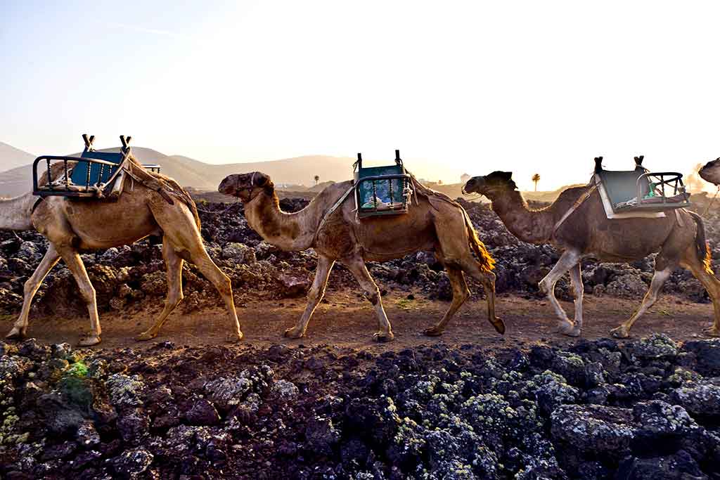aviajarblog's tweet image. Timanfaya, el espectacular Parque Nacional situado en el corazón de Lanzarote que te transporta a otro planeta sin salir de España.

🌋 adondeviajar.es/timanfaya-lamz…

#Lanzarote #Timanfaya