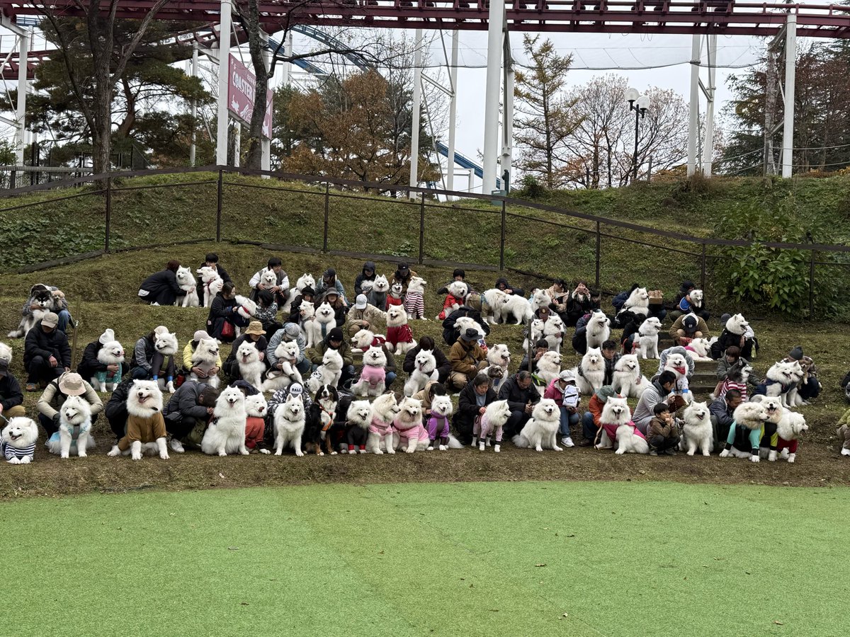 ST8jyno's tweet photo. たくさんの友達に出会えてとても楽しい1日でした
そんな兄弟は終わるとうとうとでした
#サモエド
#サモフェス https://t.co/EvtqZ07CnY