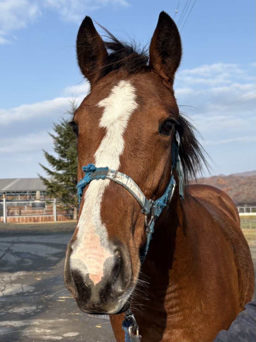 サイレンススズカ (@sushi7505) / Posts / X