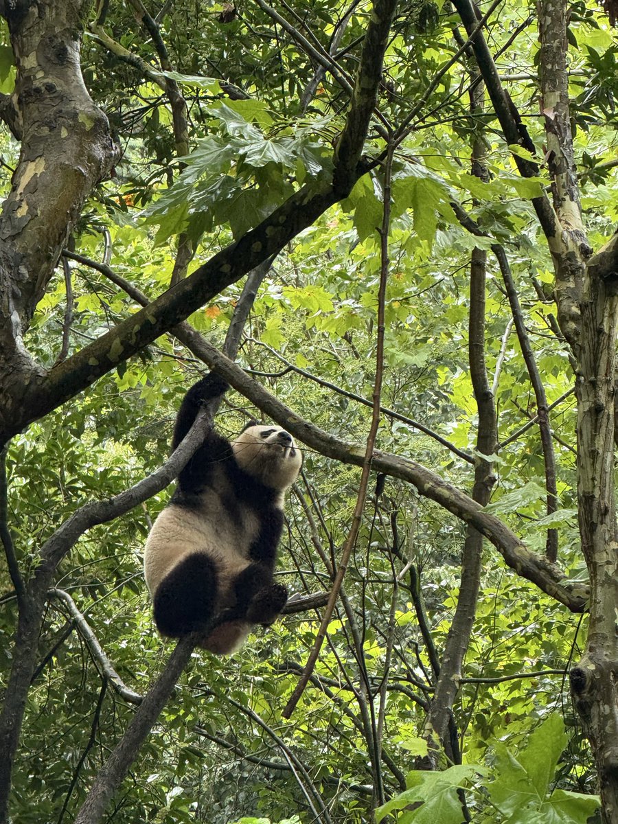 orobees's tweet image. pandas r so silly 🐼