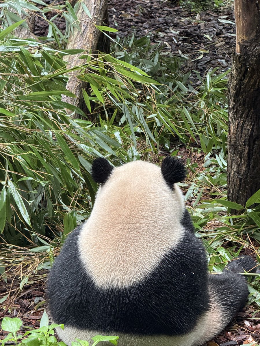 orobees's tweet image. pandas r so silly 🐼