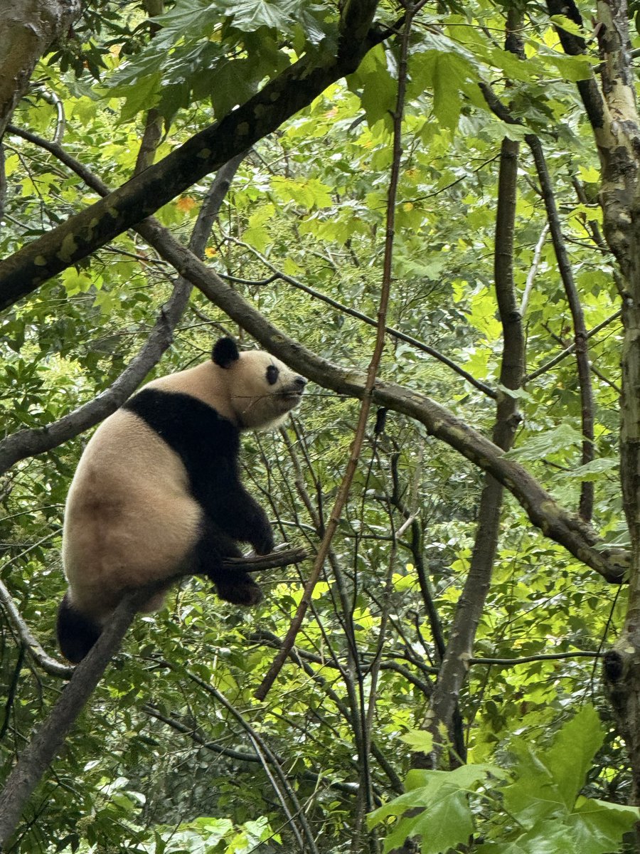 orobees's tweet image. pandas r so silly 🐼