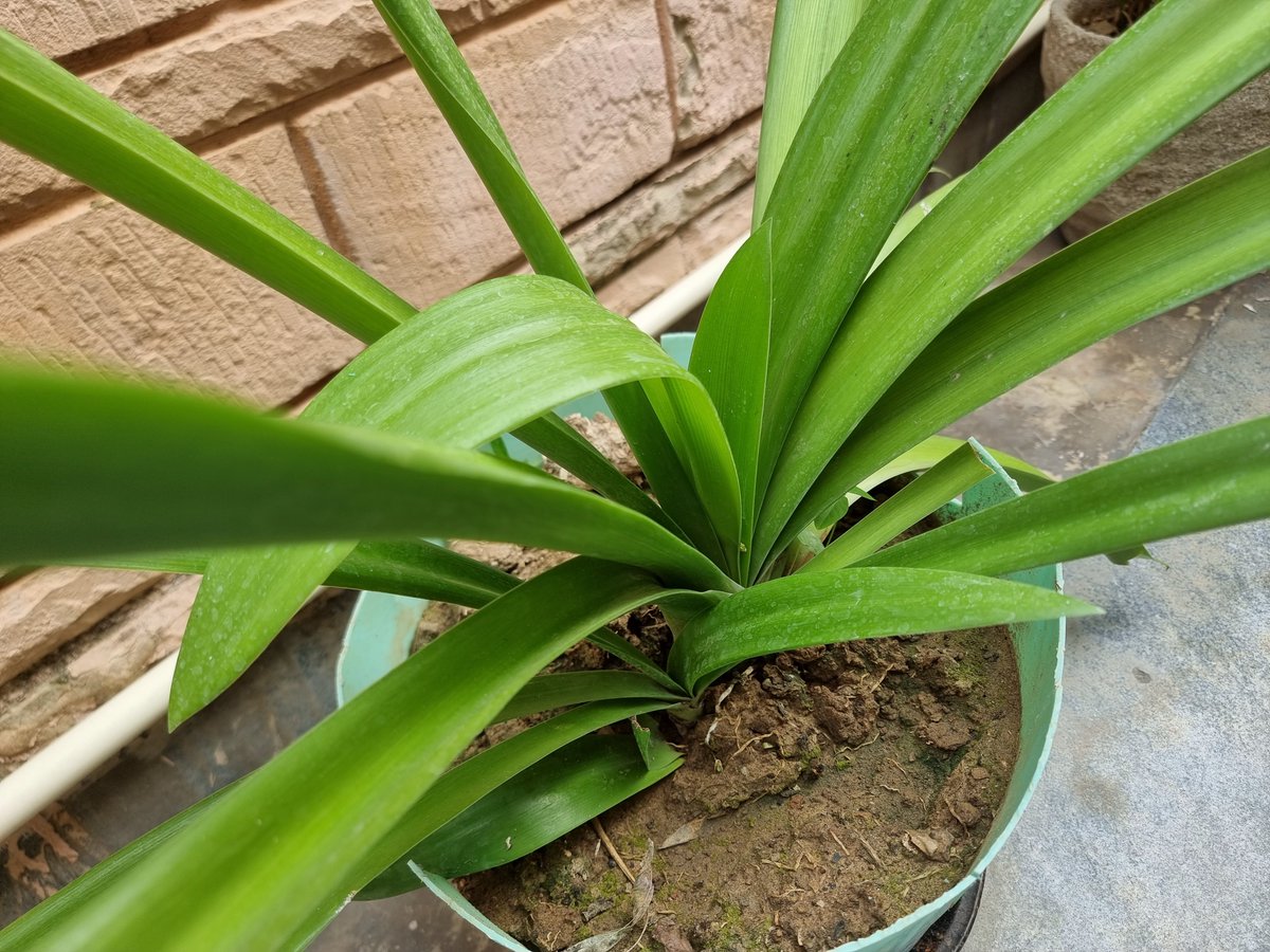 This plant is coming up well. I planted it in summer..