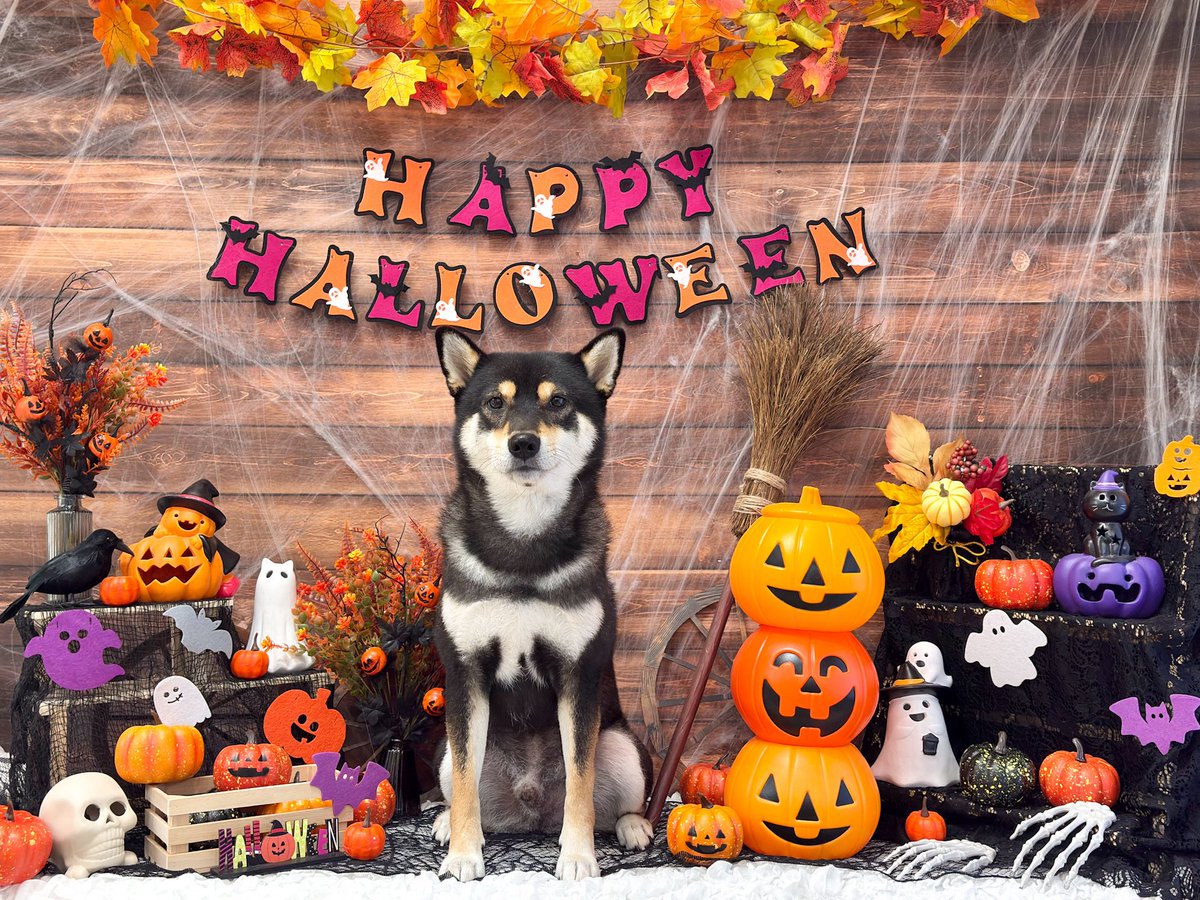 黒柴あさひ (@krsb_c1214) / Posts / X