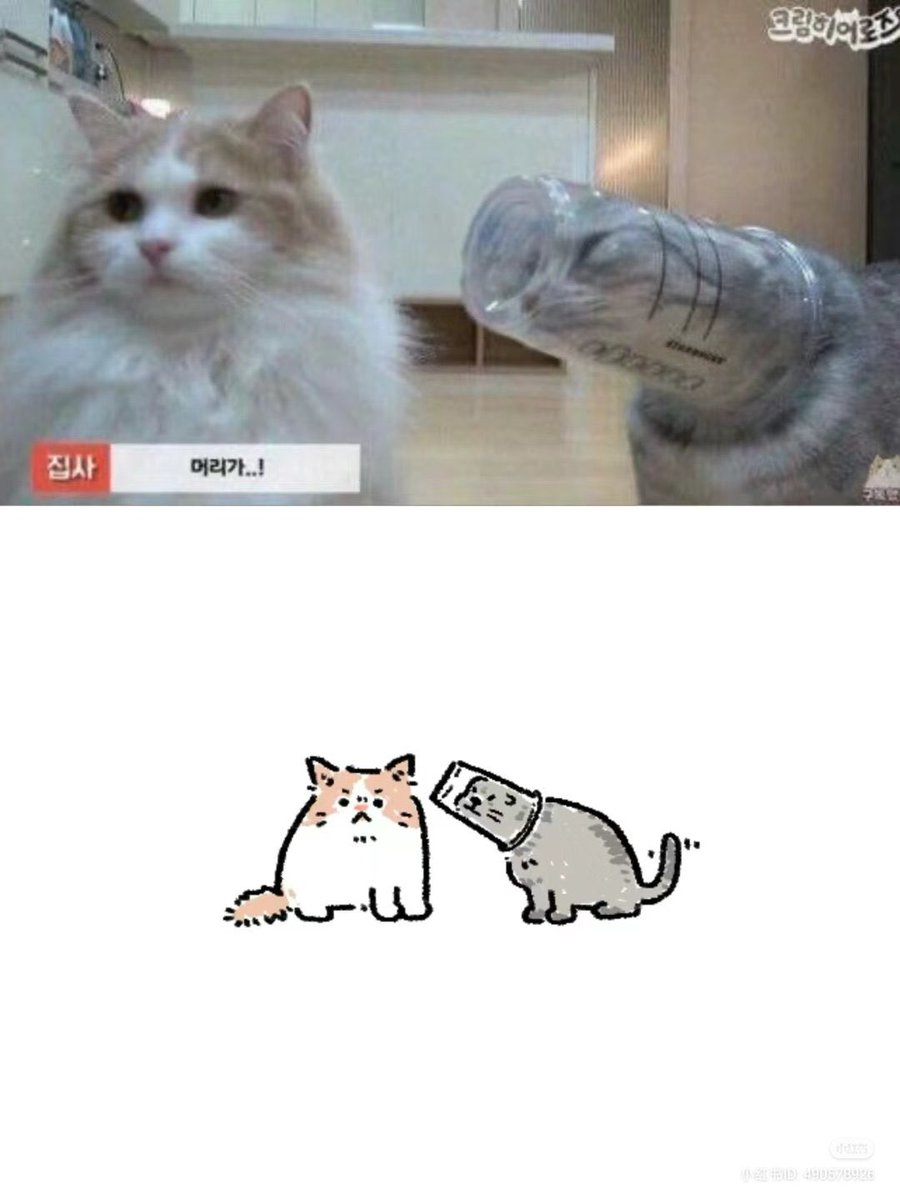 No Context Cats tweet media