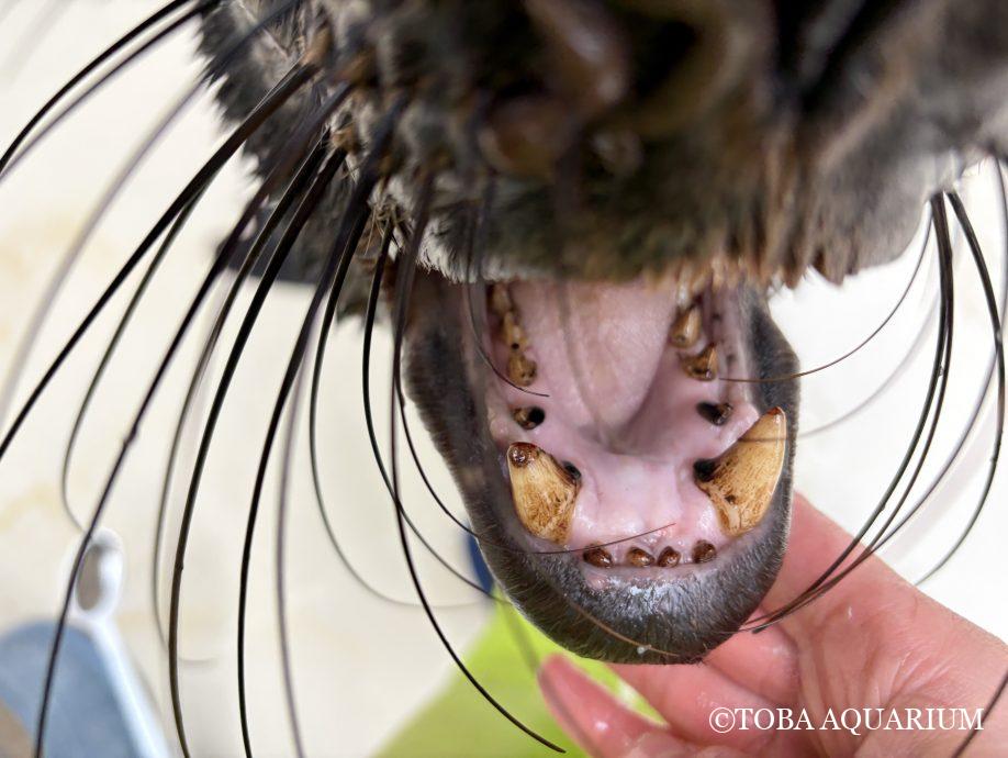 イイハノヒ🦷✨: 皆さんこんにちは、やはたです。 さて今回は、先週の