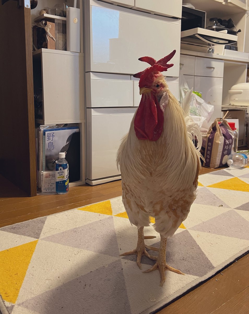 屋外で鶏を飼っている人はお願いだから外敵の侵入を許さないで…

今までは大丈夫だった、
そんなの明日はどうなるかわからないから。