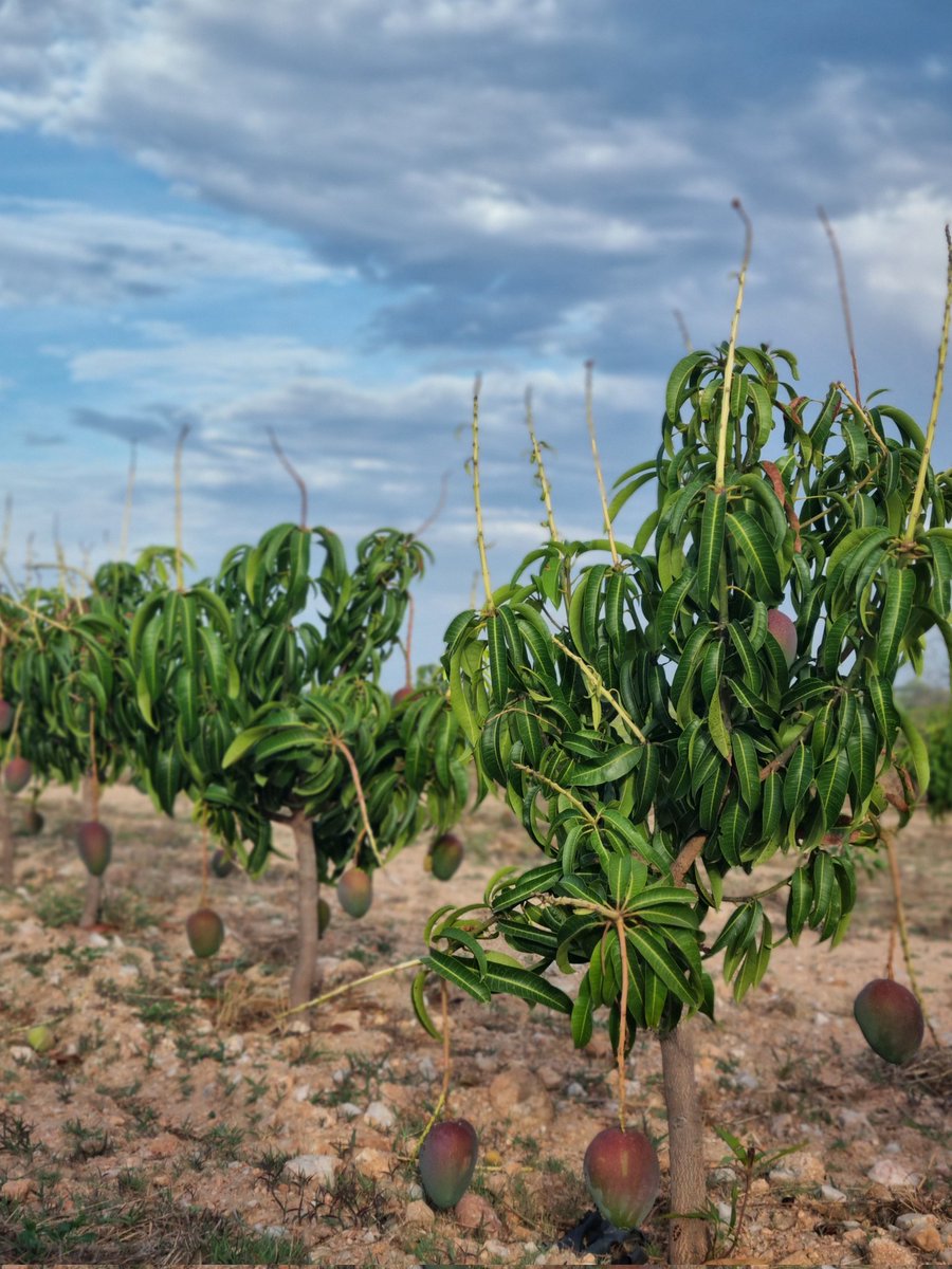 Remember those grafted mango trees we planted in Dec 2023?  Look at them now! They don’t just grow — they thrive! Yours could too!

WA +263772819438 to order quality grafted Mango seedlings!

Good morning from Mutoko
