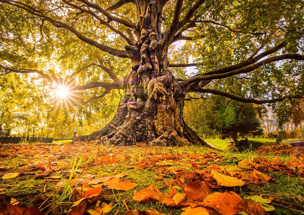 Beech Life

The tales this tree could tell if it was able to speak. It has defied man, nature, time, wars and is still going strong looking all wise and ominous with its tentacle-like branches reaching out in the sky.

(c)2017-today Martijn van der Nat all rights reserved