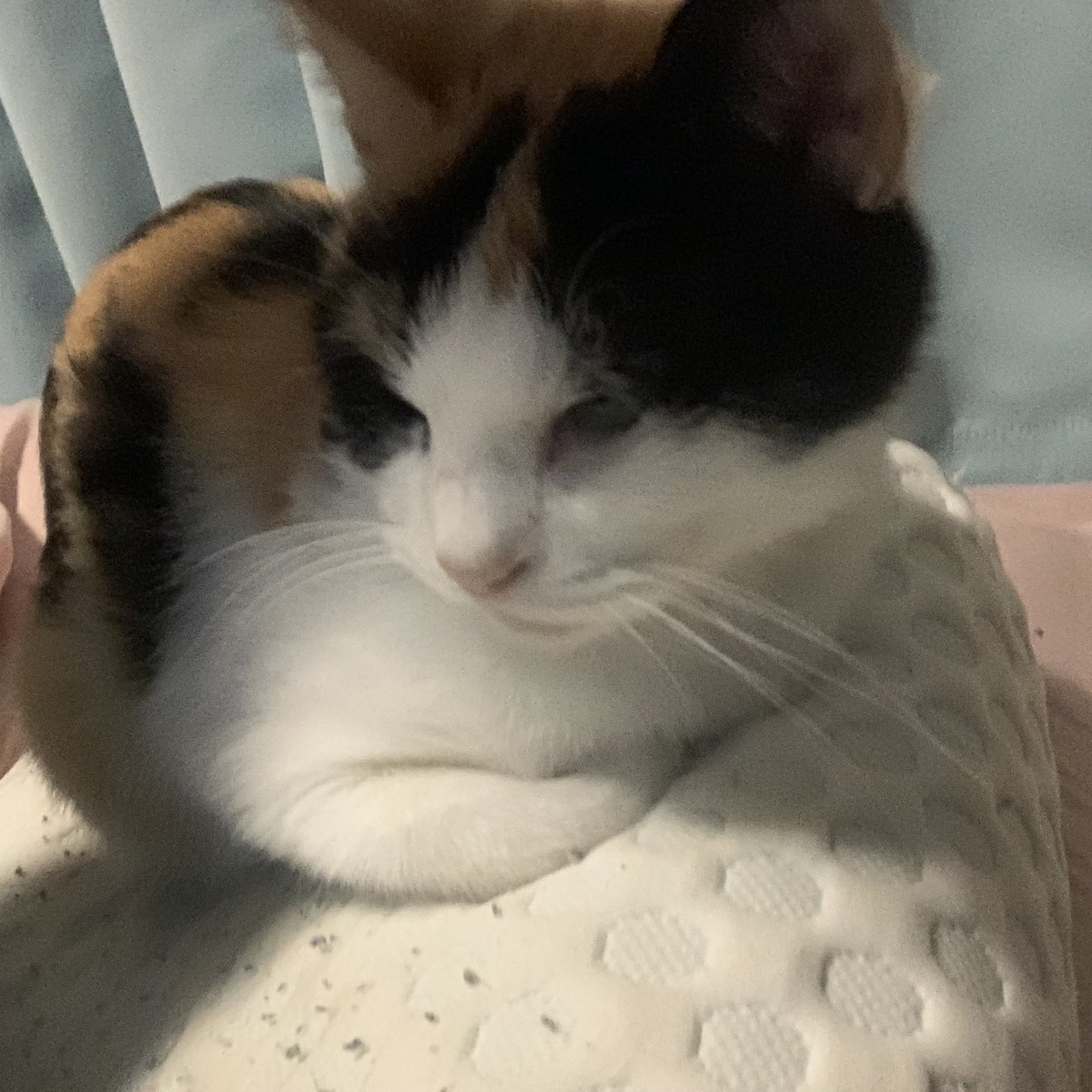 アフリカツチブタ on X