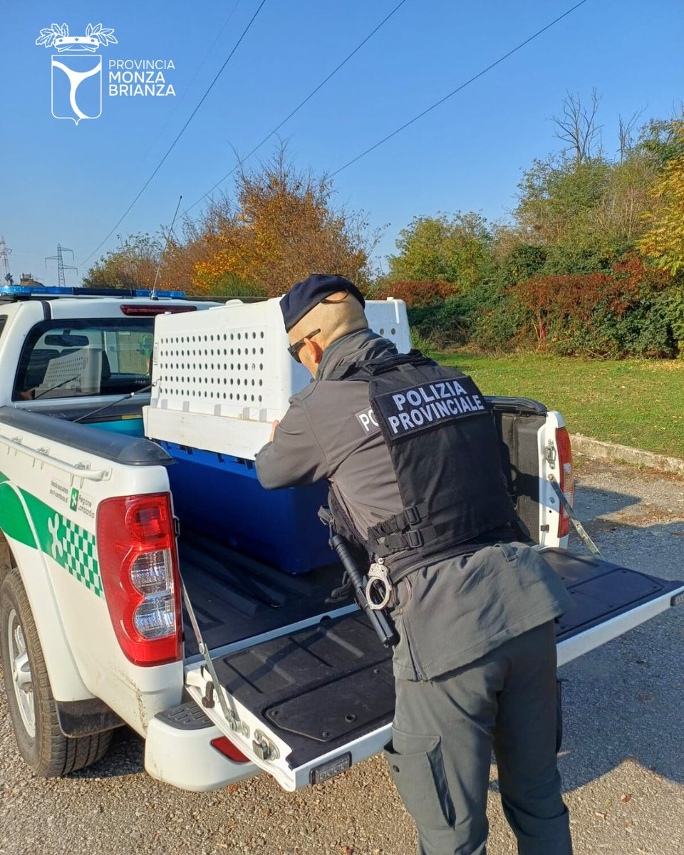 🦌 Intervento notturno della Polizia Provinciale per un piccolo di daino ferito.

🙏 Grazie agli agenti per la prontezza e la cura dimostrata!

🐾 Se vedi animali selvatici feriti o in difficoltà, ricordati di chiamare il 112 📞

#ProvinciaMB #PoliziaProvinciale #FaunaSelvatica