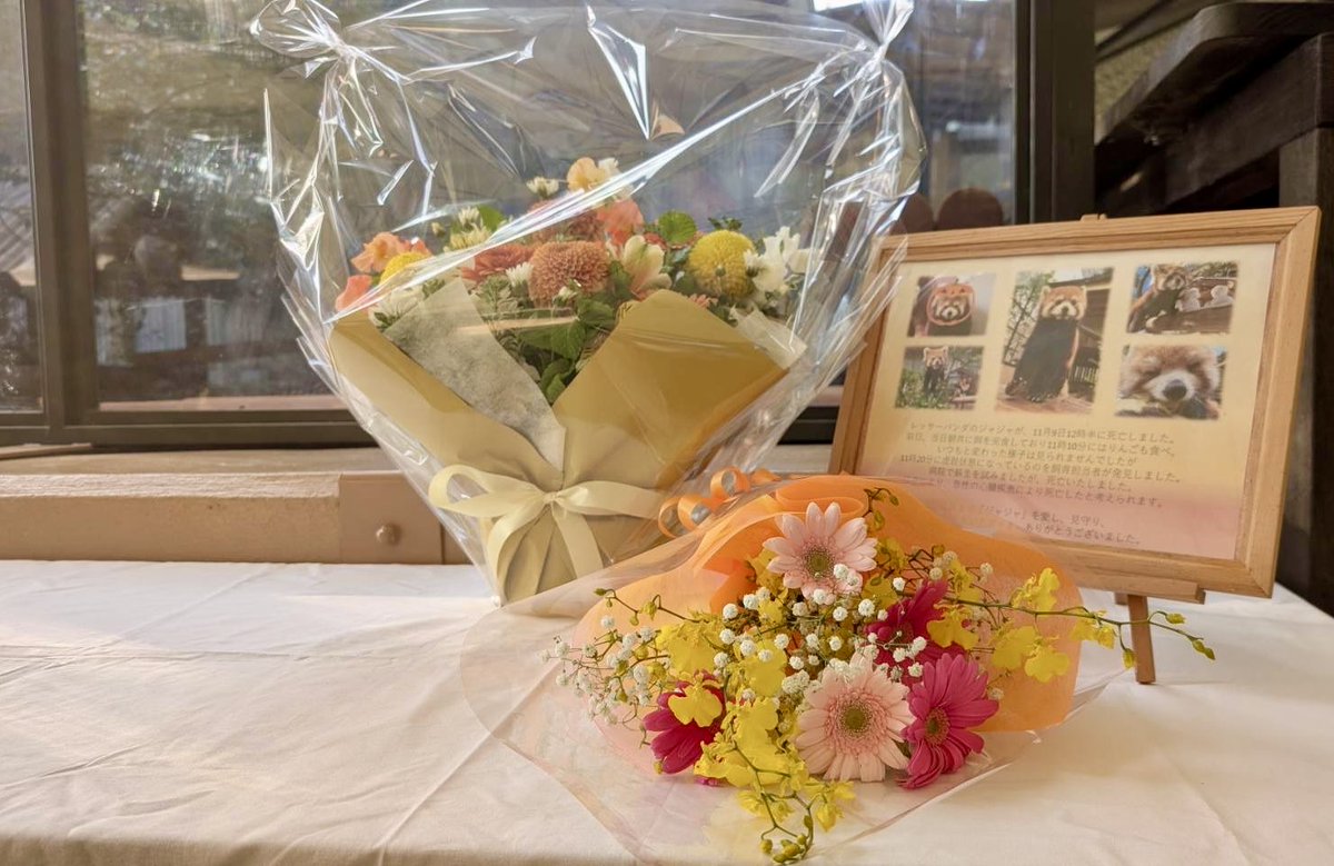 皆さま、たくさんの温かいお言葉ありがとうございます。
レッサーパンダ展示場前に献花台置かせていただきました。
11月末まで設置いたします。