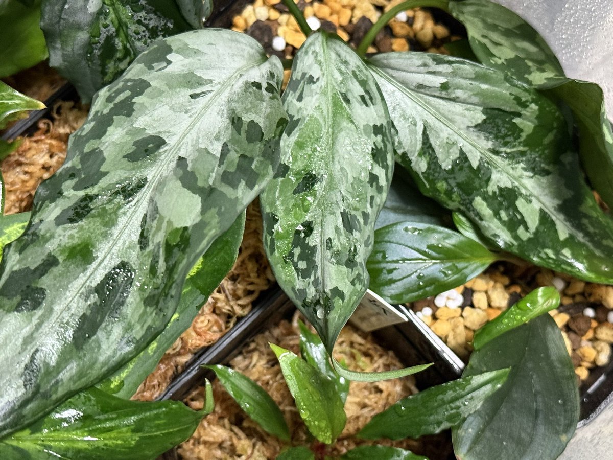 KENZO (@fw_kenzo) / Posts / X