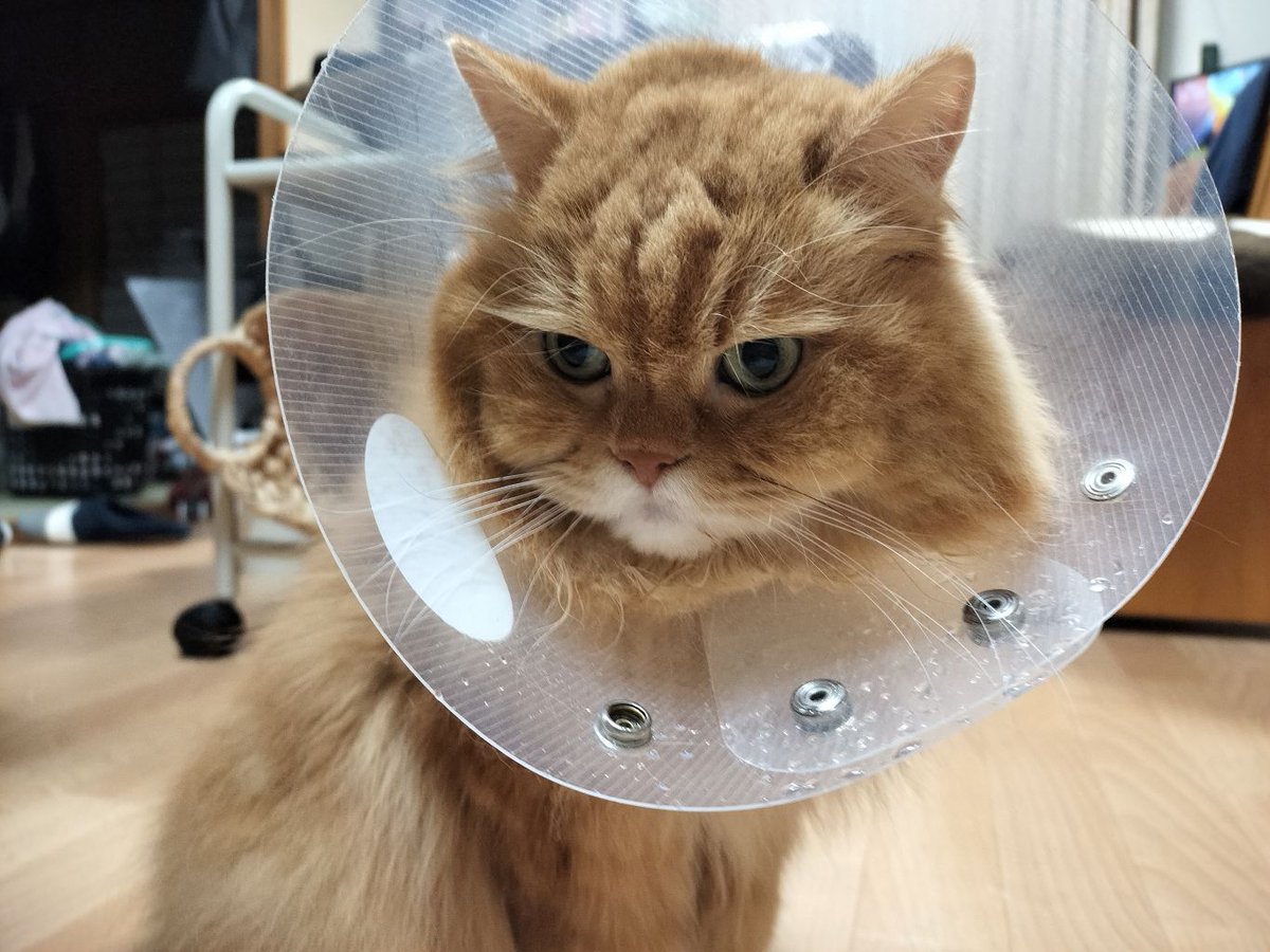 ねこ様専門ページ や） Ver 202.5 on X