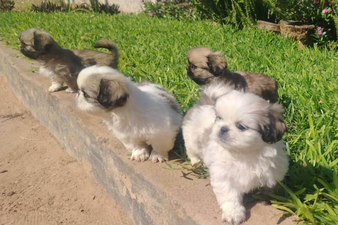 tinazeeZW1's tweet image. 