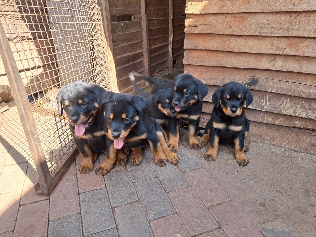 tinazeeZW1's tweet image. 