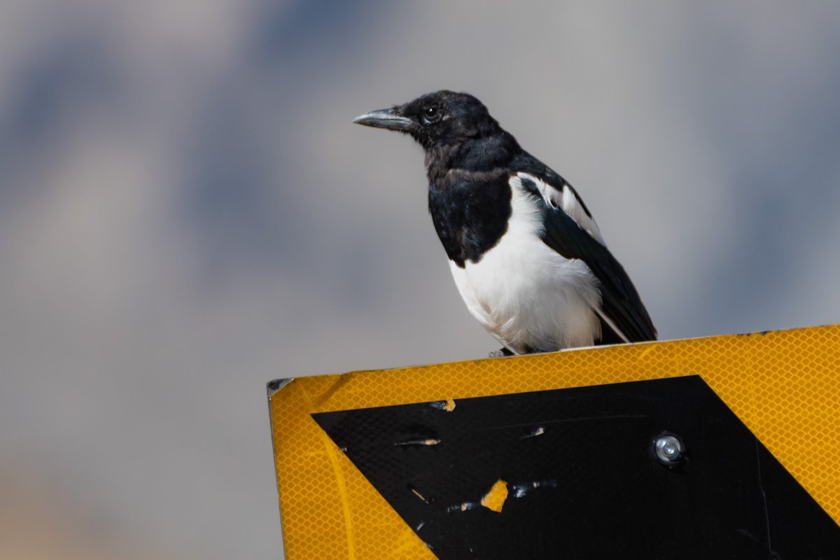 rahul_rajguru's tweet image. Eurasian Magpie on Srinagar-Leh national highway