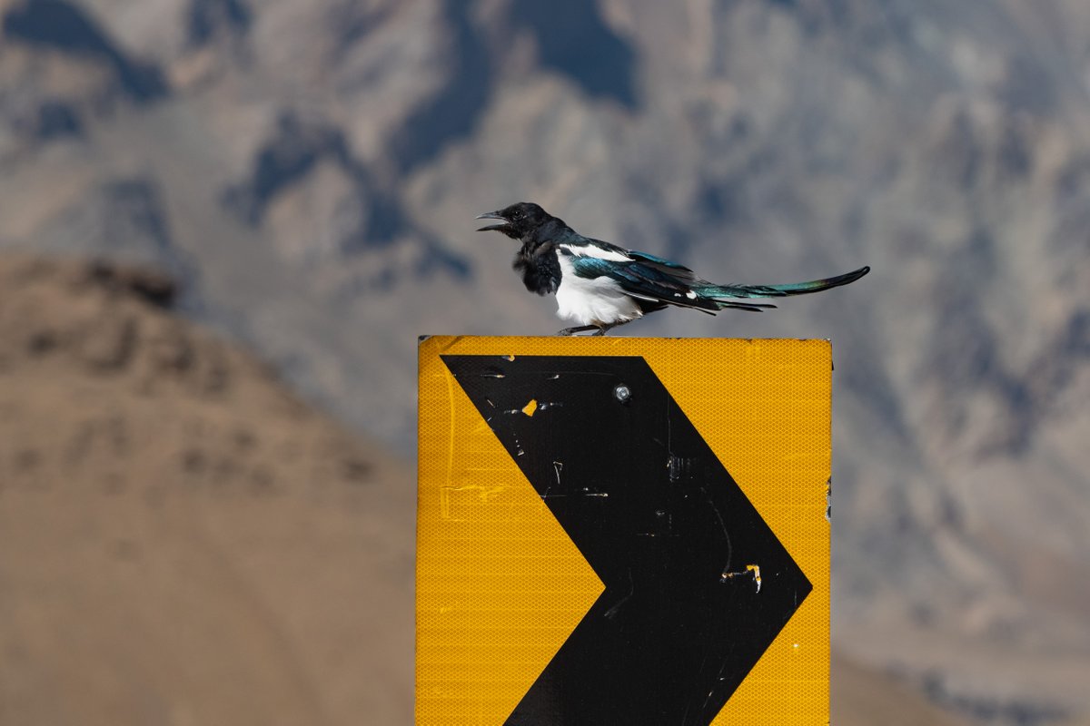rahul_rajguru's tweet image. Eurasian Magpie on Srinagar-Leh national highway