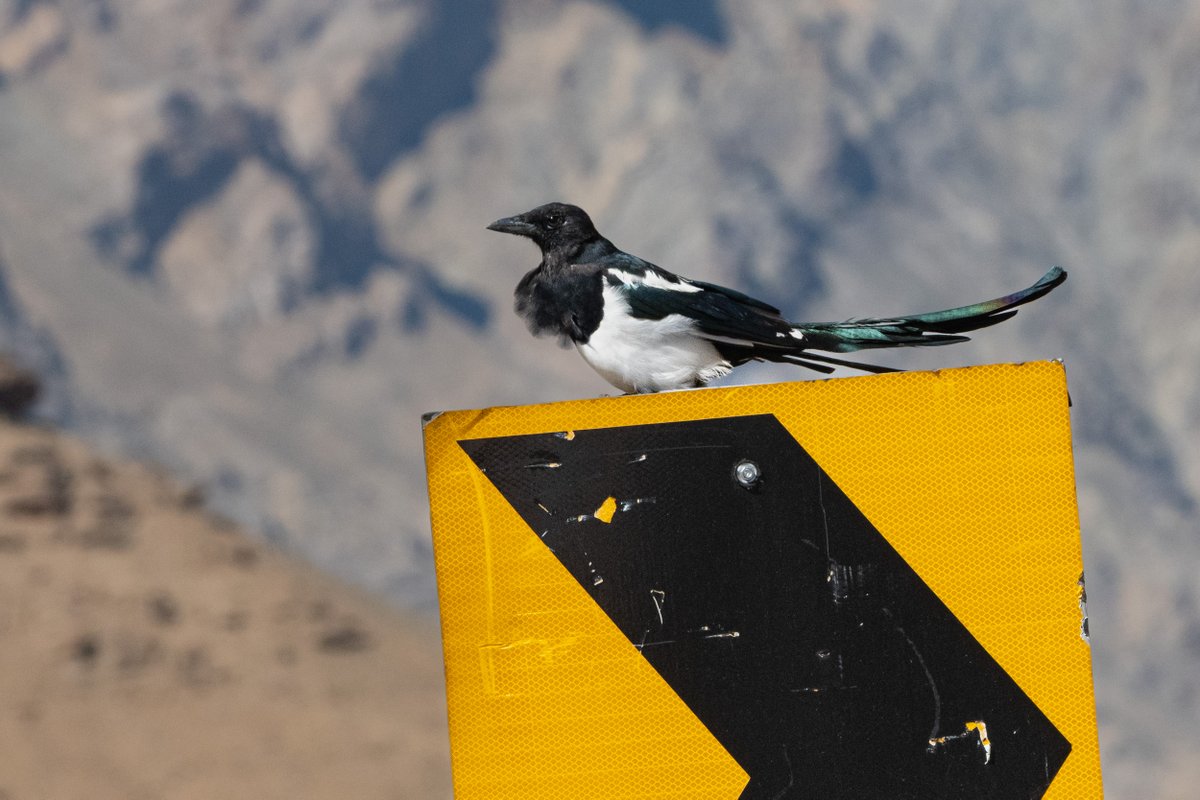 rahul_rajguru's tweet image. Eurasian Magpie on Srinagar-Leh national highway