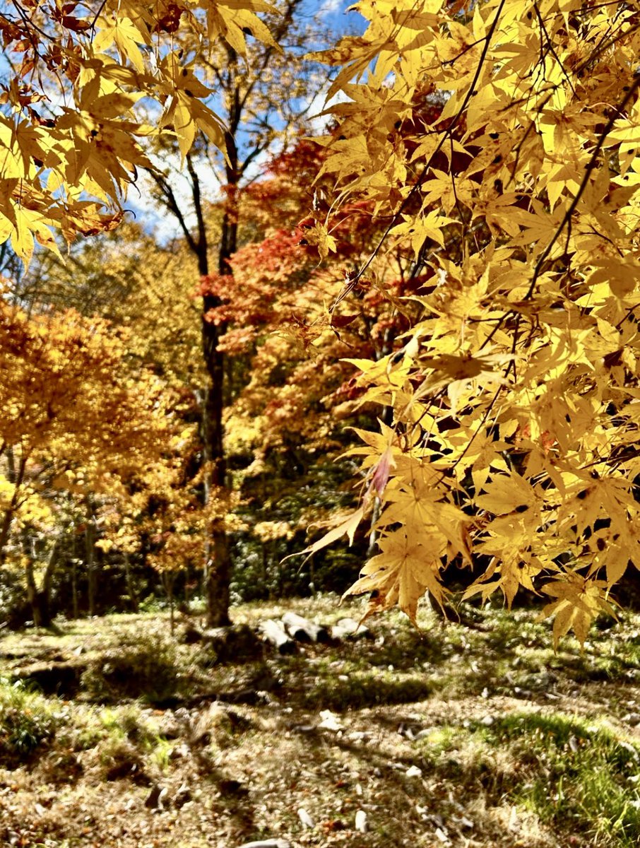 冷蔵庫 ポコポコ on X