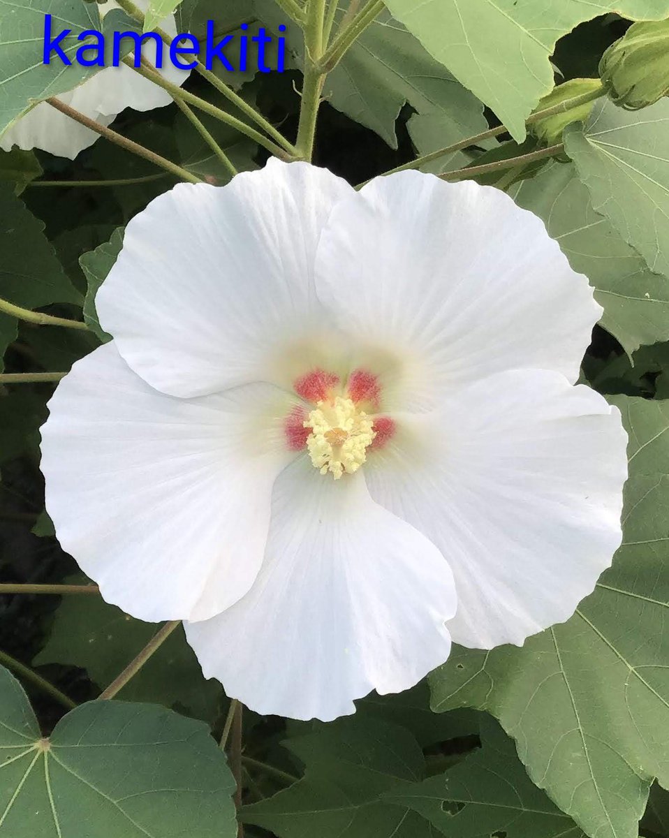 x.ohana_smail.x様♡ ご連絡待 ブライスハウス   ７月２０日追加 かめきち (@E9Ep7HchhwchZot) / Posts / X