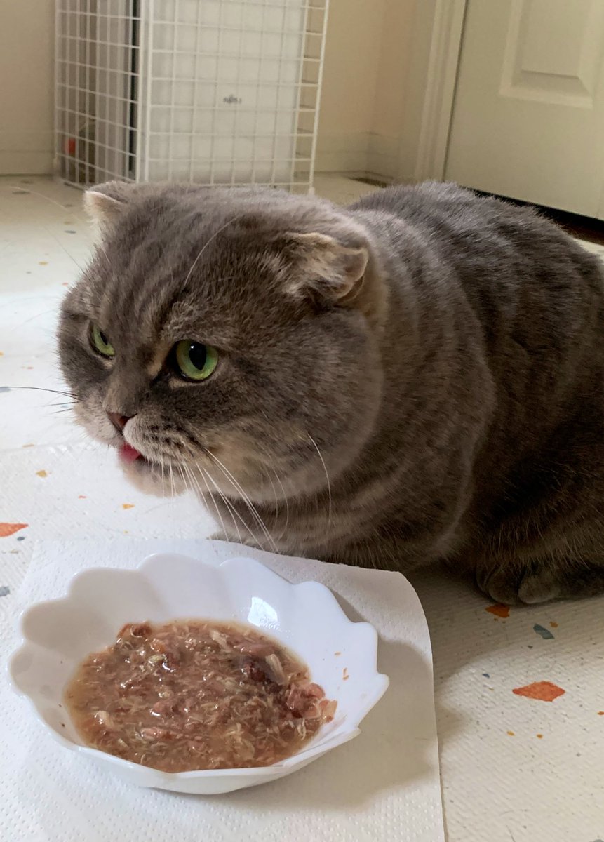 たこやき (@takopi_cat) / Posts / X