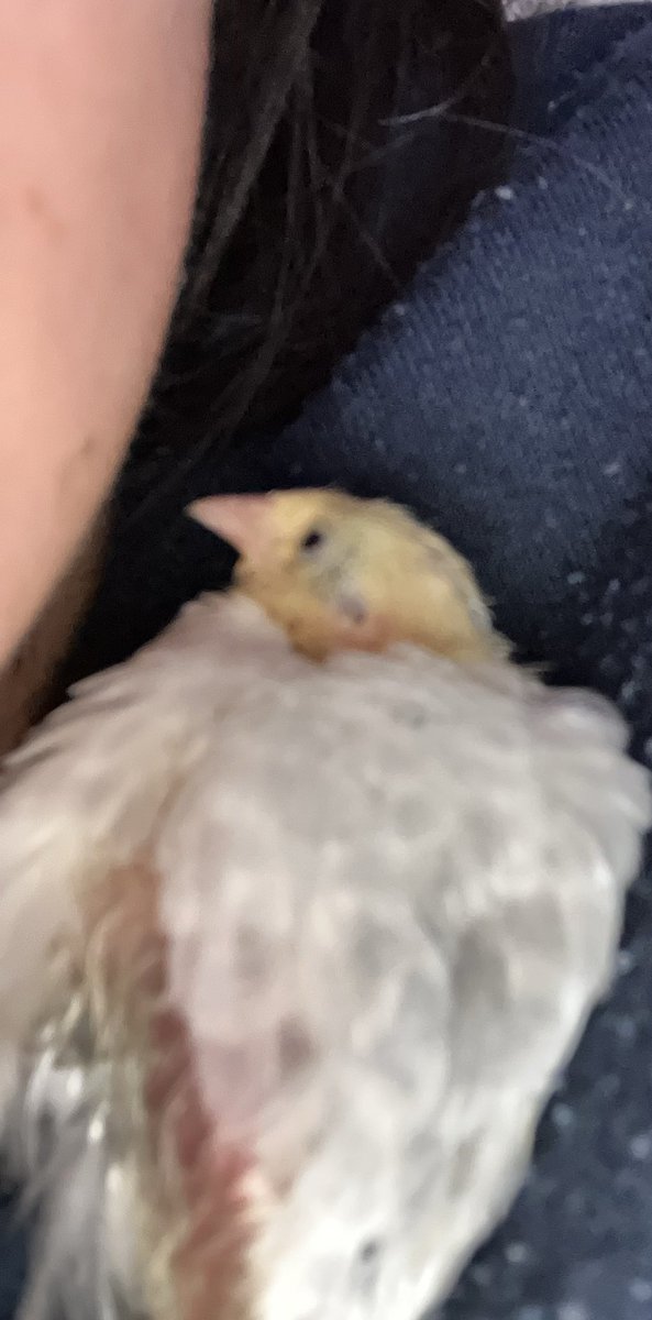 ポポチョロ🐦💨 (@1b4fc39ec9e04d3) / Posts / X