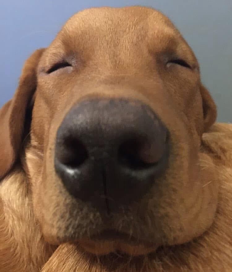 It’s #Monday but don’t pretend you don’t see that #litter! 👀🐕 Too many just walk by

We’re a powerful force for good.Let’s get visible so others follow

28,000 dog owners picking up litter to protect animals,communities &amp; the environment,removing 41 MILLION every year #dogsofx