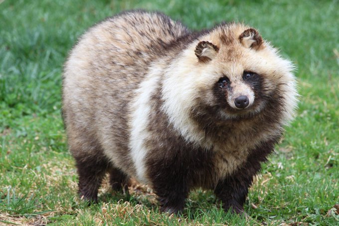 ※たぬき 松原穂乃花 on X