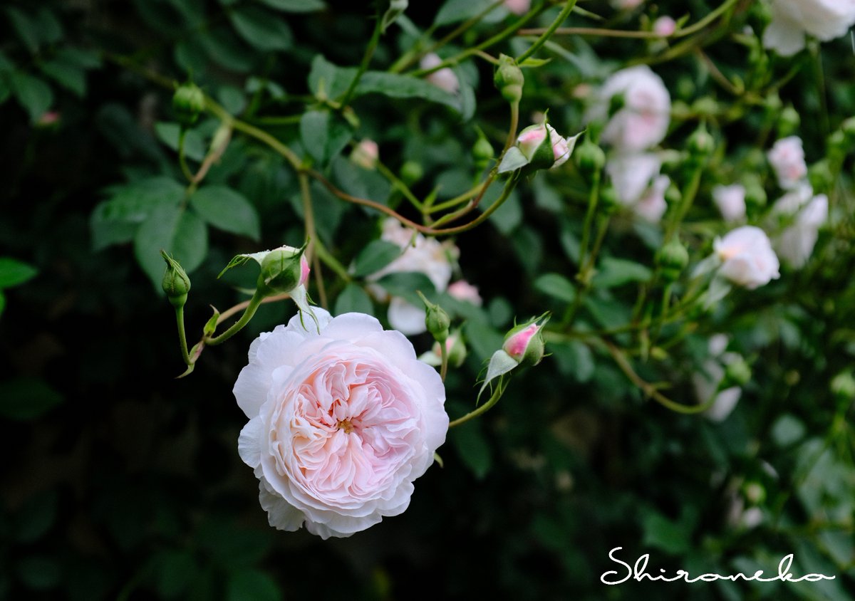 専用になりました。トルコ、薔薇4点 専用になりました。トルコ、薔薇4点 専用になりました。トルコ、薔薇4